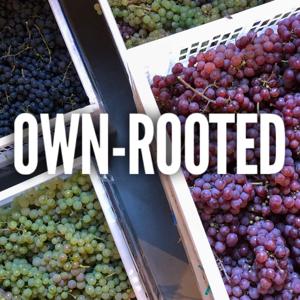 Own-Rooted