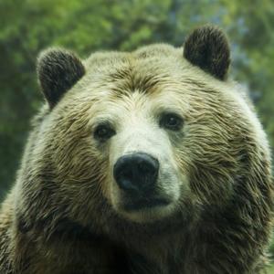 Horology Brown Bear