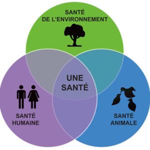 Plante sauvage