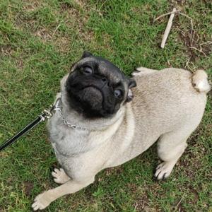 Pugcast