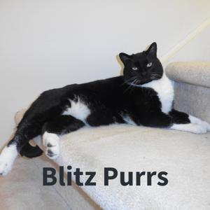 Blitz Purrs