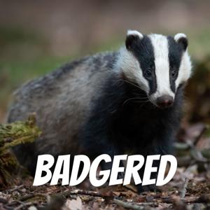 Badgered