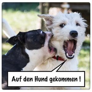 Auf den Hund gekommen!