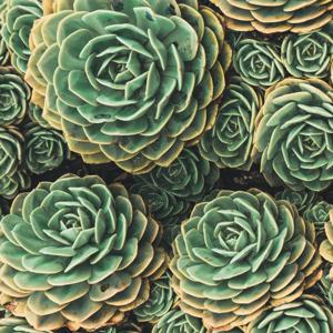 Nedělní kázání a biblické hodiny CB Děčín