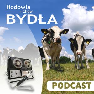 Podcast HiChB – Hodowla i Chów Bydła