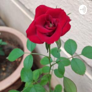 Looking Out Of The Window