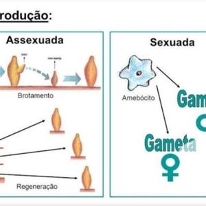 Sistema Reprodutor Masculino E Feminino, DSTs E Gravidez