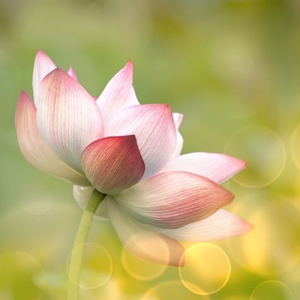 Late Bloomers - Procrastinating the Now.