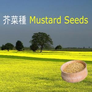 芥菜種 Mustard Seeds