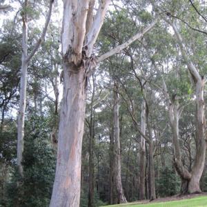 Calvary Chapel Sydney