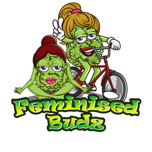 Feminised Budz