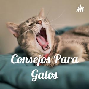 Consejos Para Gatos🐱