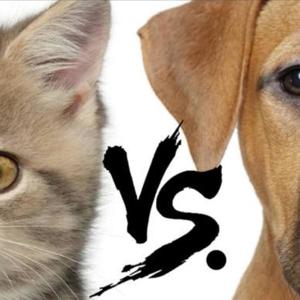 Cats vs Dogs