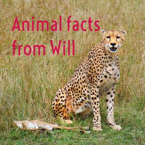 Animal facts from Will