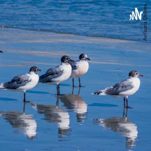 Aves de Mejillones.