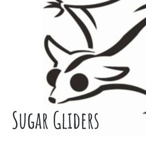 Sugar Gliders