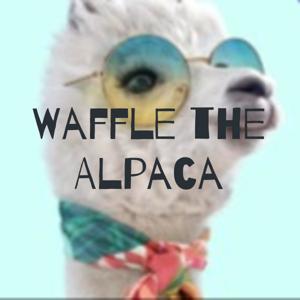 Waffle the Alpaca