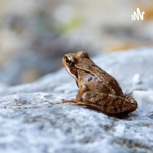 Striped rocket frog