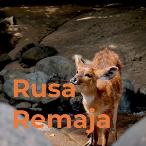 Rusa Remaja