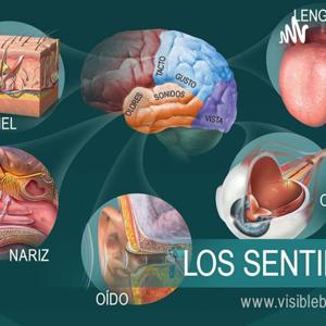 LOS ÓRGANOS DE LOS SENTIDOS