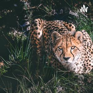 Cheetah Prey