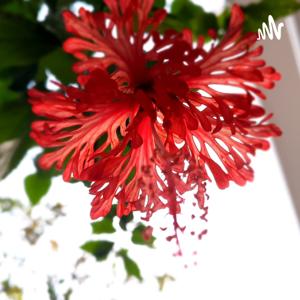 Mee Telugu Nestam