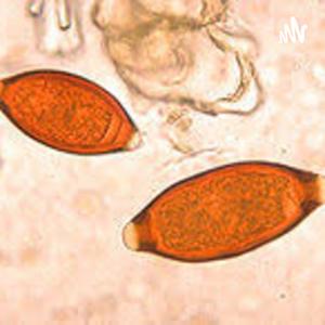 Parasitó Trichuris Trichiura