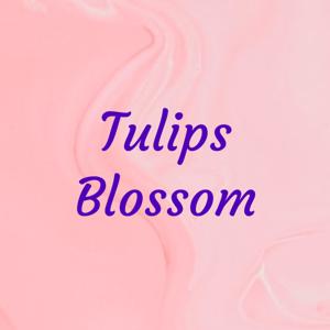 Tulips Blossom
