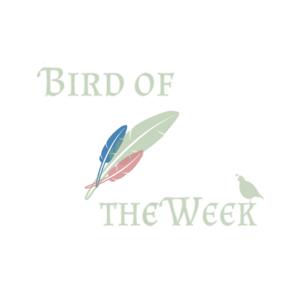 Bird of the Week