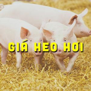 GIÁ HEO HƠI