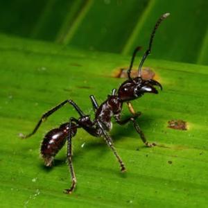 O bioma amazônico e a tocandira.