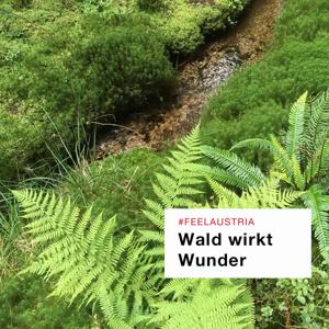 Wald wirkt Wunder