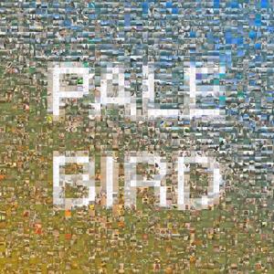 Year of The Bird