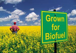 Biorenewable Systems