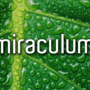 MiraculuM - Simple Pleasures Podcast