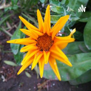 Descodificación Biológica por Germán Ferreyra by German Ferreyra