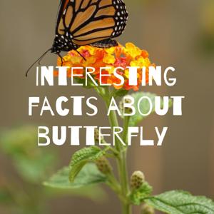 Interesting facts about butterfly