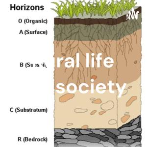 Soil Profile