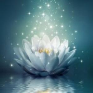 WHITE LOTUS