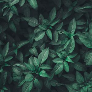 Aman Minhas - Eating Disorders Within Teenagers