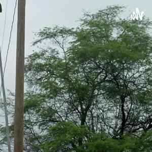 Las Enfermedades Respiratorias En Armonia Con El Medio Ambiente