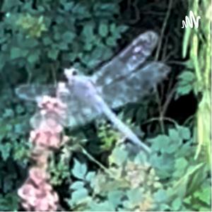 Branches Tarot & Shadow Healing