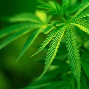CannaTruths: Facts About The Plant