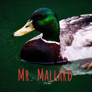 Mr. Mallard