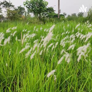 Readings of Leisure by Sazz