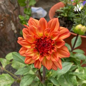 Princess Dahlia