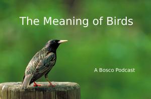 The Meaning of Birds Podcast