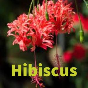 Hibiscus