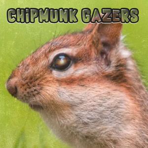 Chipmunk Gazers