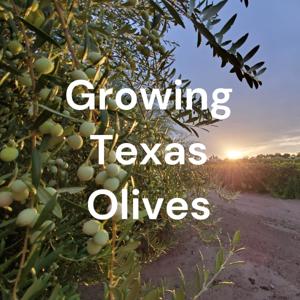 Growing Texas Olives